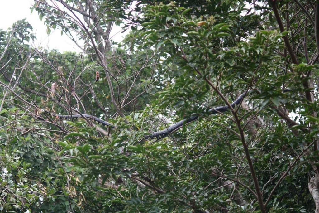 La Casa Bonita Apartment Monteverde Ngoại thất bức ảnh